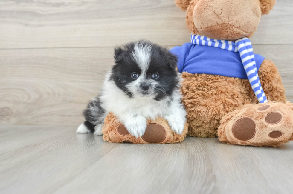 9 week old Pomeranian Puppy For Sale - Simply Southern Pups