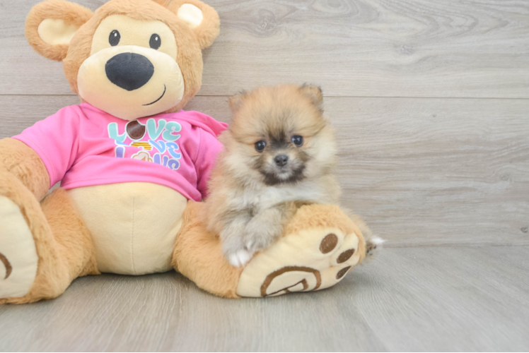 Popular Pomeranian Baby