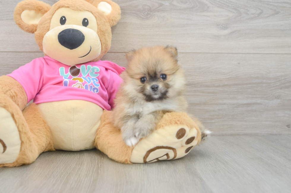 6 week old Pomeranian Puppy For Sale - Simply Southern Pups