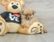 8 week old Pomeranian Puppy For Sale - Simply Southern Pups