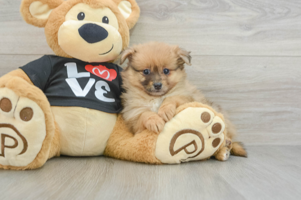 6 week old Pomeranian Puppy For Sale - Simply Southern Pups