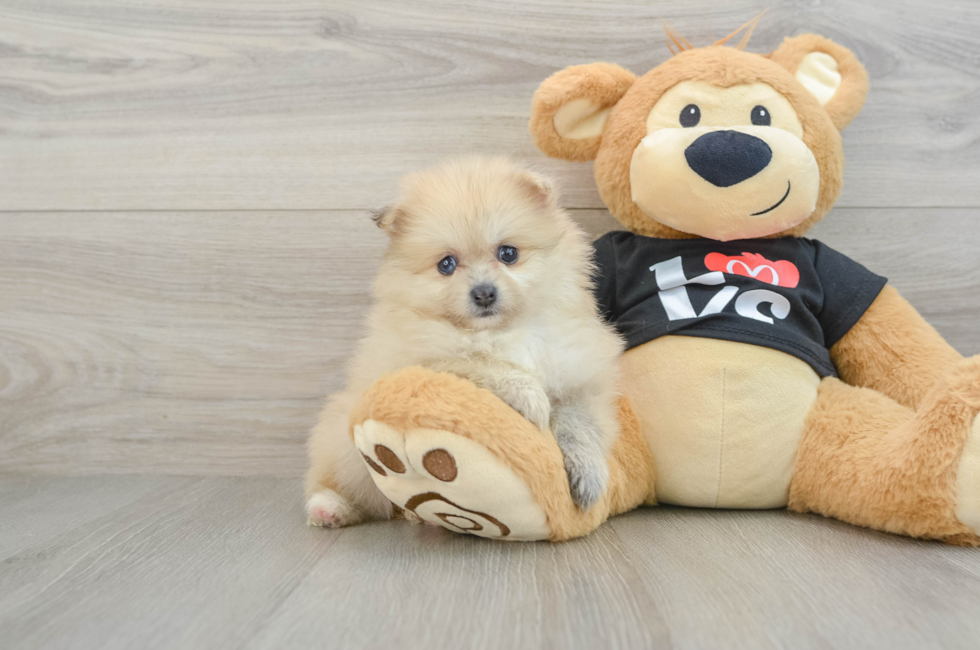 6 week old Pomeranian Puppy For Sale - Simply Southern Pups