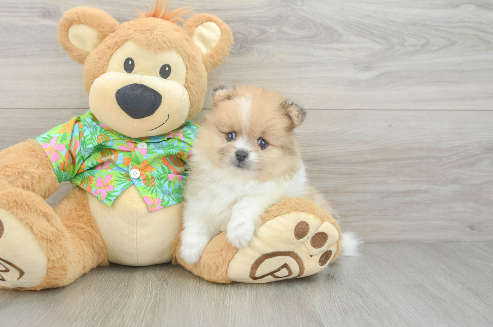 5 week old Pomeranian Puppy For Sale - Simply Southern Pups