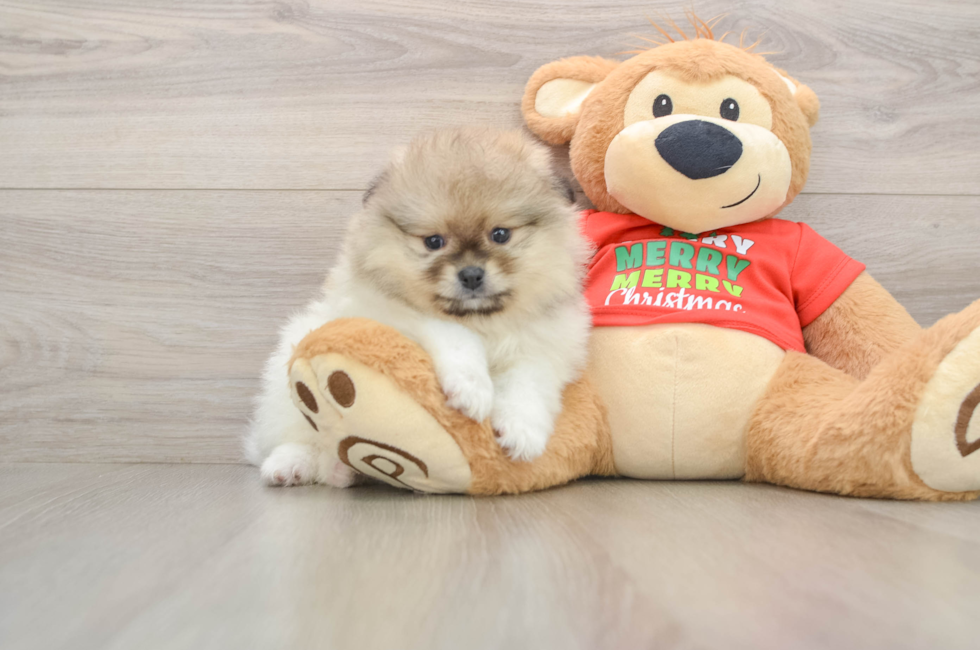 5 week old Pomeranian Puppy For Sale - Simply Southern Pups