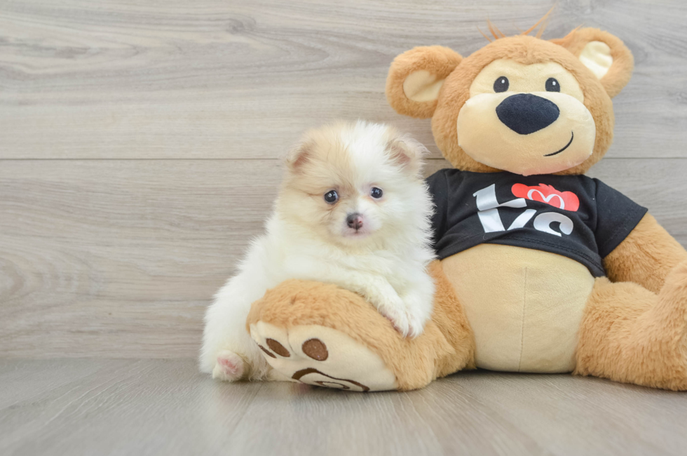 6 week old Pomeranian Puppy For Sale - Simply Southern Pups
