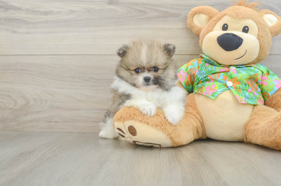 5 week old Pomeranian Puppy For Sale - Simply Southern Pups