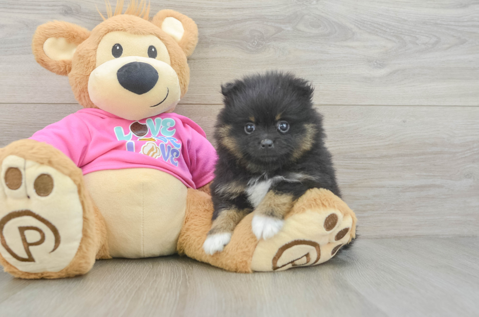 6 week old Pomeranian Puppy For Sale - Simply Southern Pups