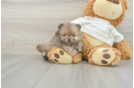 Pomeranian Puppy for Adoption