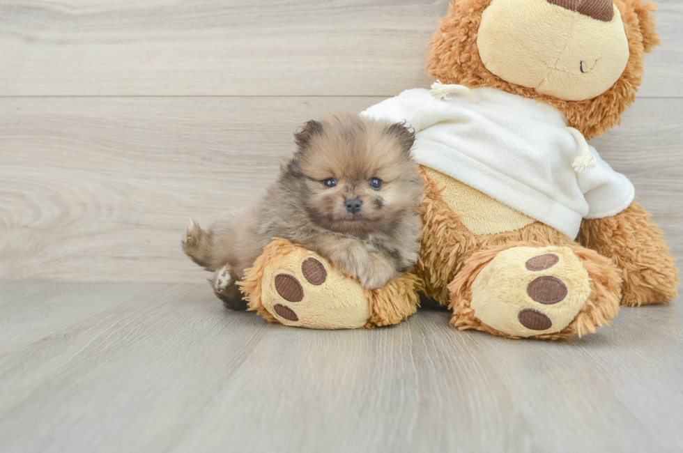 5 week old Pomeranian Puppy For Sale - Simply Southern Pups