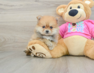 8 week old Pomeranian Puppy For Sale - Simply Southern Pups