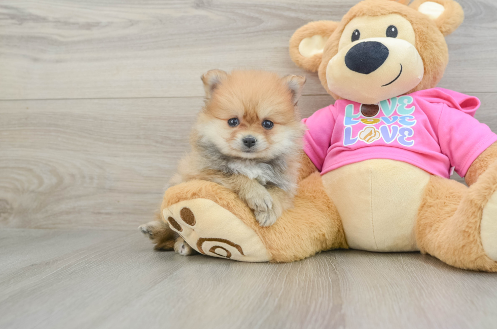 5 week old Pomeranian Puppy For Sale - Simply Southern Pups