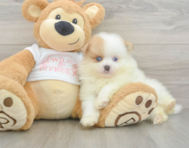 6 week old Pomeranian Puppy For Sale - Simply Southern Pups