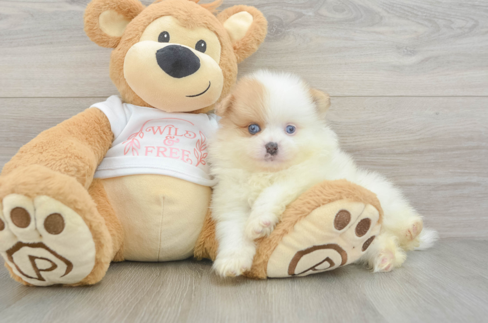 6 week old Pomeranian Puppy For Sale - Simply Southern Pups
