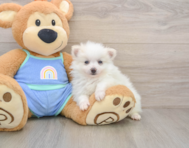 5 week old Pomeranian Puppy For Sale - Simply Southern Pups