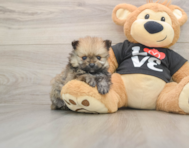 8 week old Pomeranian Puppy For Sale - Simply Southern Pups