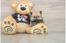 Hypoallergenic Pomeranian Purebred Pup