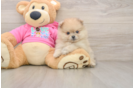 Pomeranian Pup Being Cute