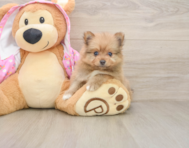 7 week old Pomeranian Puppy For Sale - Simply Southern Pups