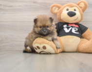 8 week old Pomeranian Puppy For Sale - Simply Southern Pups