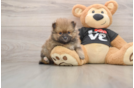 Pomeranian Pup Being Cute