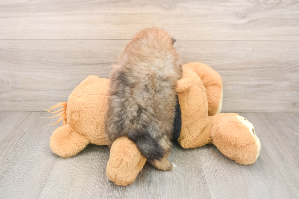 Pomeranian Pup Being Cute