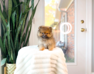 9 week old Pomeranian Puppy For Sale - Simply Southern Pups