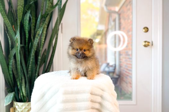 Pomeranian Pup Being Cute
