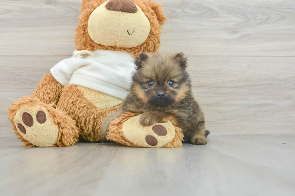 5 week old Pomeranian Puppy For Sale - Simply Southern Pups