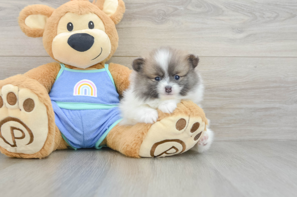 5 week old Pomeranian Puppy For Sale - Simply Southern Pups