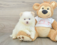 7 week old Pomeranian Puppy For Sale - Simply Southern Pups