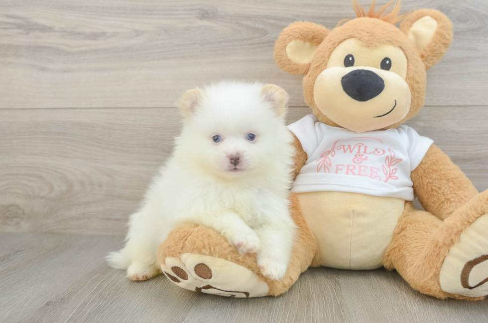 6 week old Pomeranian Puppy For Sale - Simply Southern Pups
