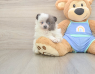 5 week old Pomeranian Puppy For Sale - Simply Southern Pups