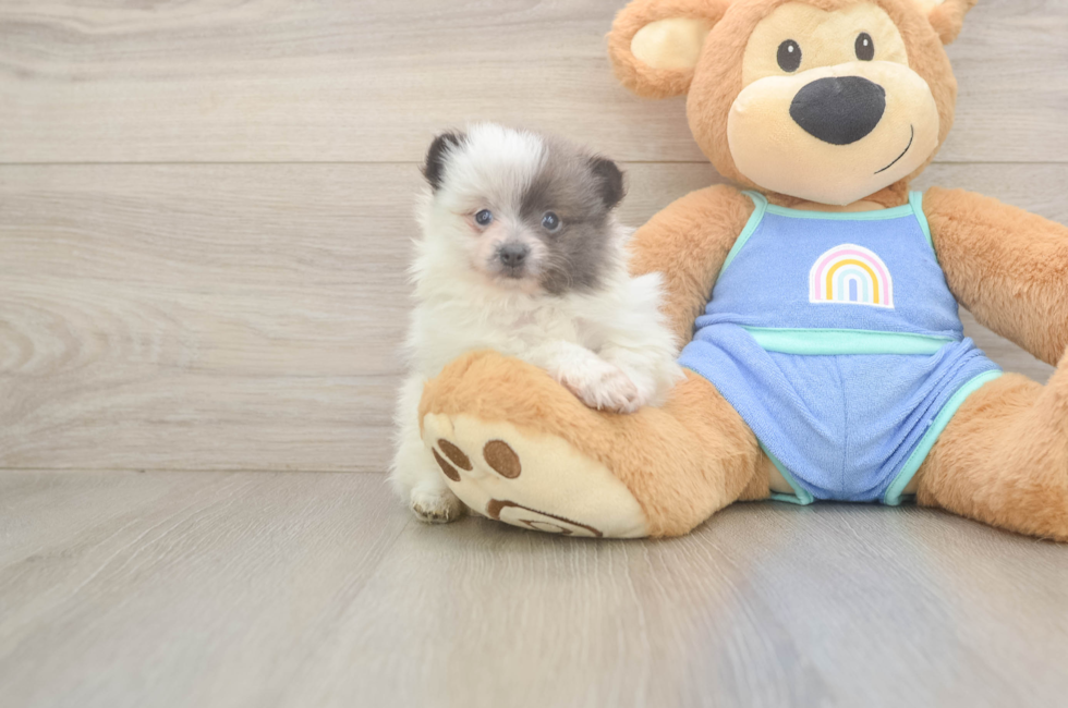 6 week old Pomeranian Puppy For Sale - Simply Southern Pups