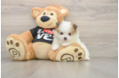 Adorable Pom Pom Purebred Puppy