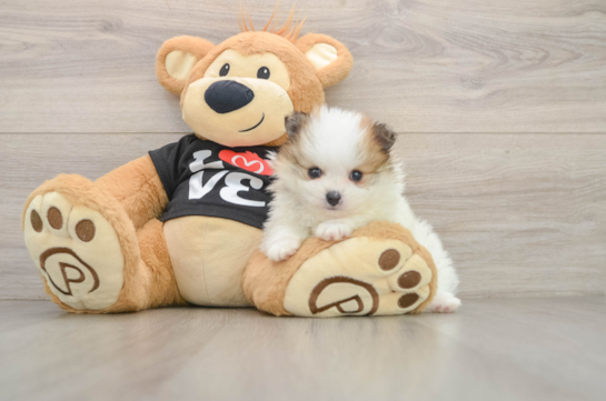 Adorable Pom Pom Purebred Puppy