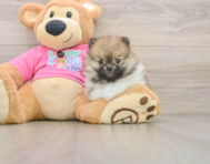 6 week old Pomeranian Puppy For Sale - Simply Southern Pups
