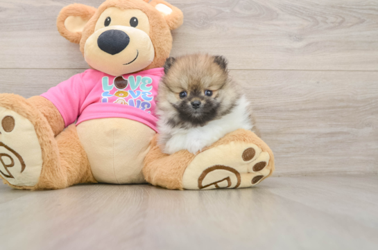 Smart Deutscher Spitz Purebred Puppy