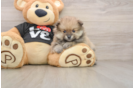 Best Pomeranian Baby