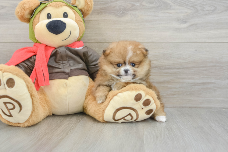 Best Pomeranian Baby