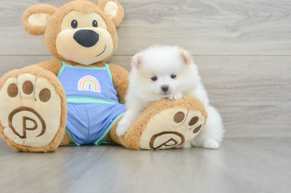 5 week old Pomeranian Puppy For Sale - Simply Southern Pups