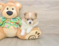 5 week old Pomeranian Puppy For Sale - Simply Southern Pups