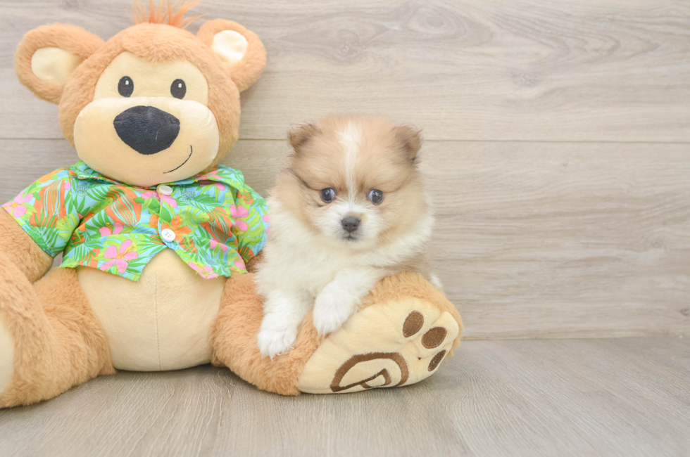 7 week old Pomeranian Puppy For Sale - Simply Southern Pups