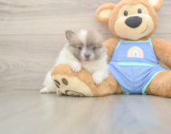 5 week old Pomeranian Puppy For Sale - Simply Southern Pups