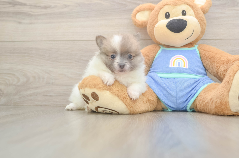6 week old Pomeranian Puppy For Sale - Simply Southern Pups