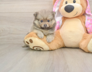 7 week old Pomeranian Puppy For Sale - Simply Southern Pups
