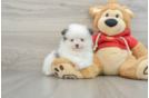 Pomeranian Puppy for Adoption