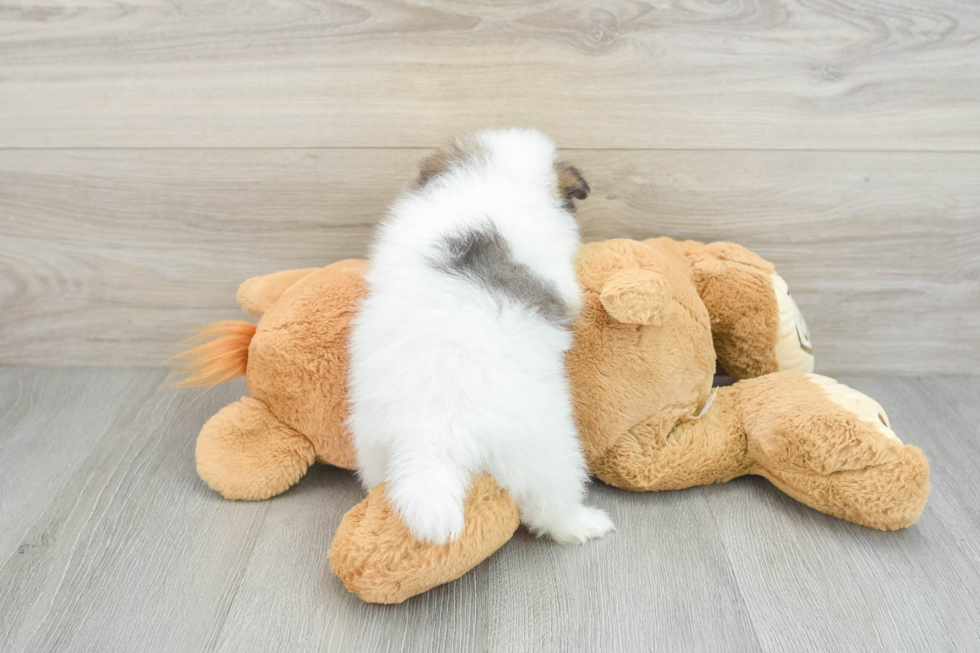 Energetic Pom Purebred Puppy