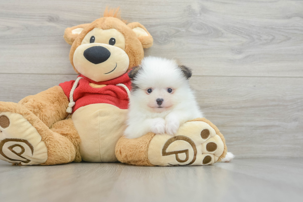 Smart Pom Dog Purebred Puppy