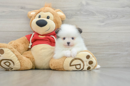 Smart Pom Dog Purebred Puppy