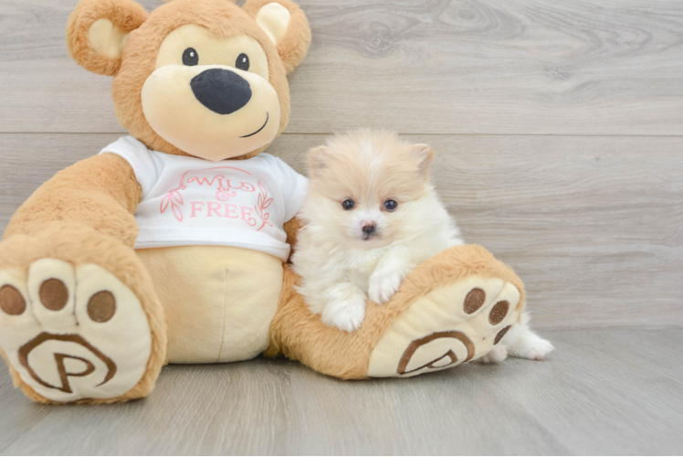Little Pomeranian Baby